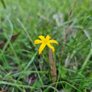 Hypoxis hygrometrica var. hygrometrica at QPRC LGA - 14 Dec 2023