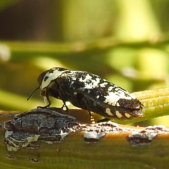 Hypocisseis suturalis (Cherry Ballart Jewel Beetle) at Mount Taylor - 14 Dec 2023 by HelenCross