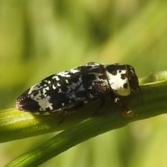 Hypocisseis suturalis at Mount Taylor - 14 Dec 2023