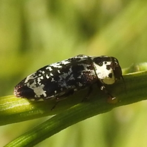 Hypocisseis suturalis at Mount Taylor - 14 Dec 2023