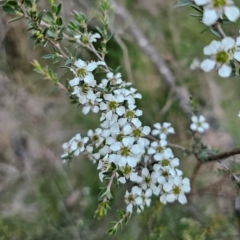 Leptospermum scoparium (Tea Tree) at Captains Flat, NSW - 14 Dec 2023 by Csteele4