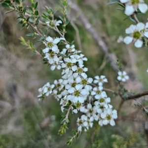 Leptospermum scoparium at QPRC LGA - 14 Dec 2023