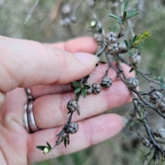 Leptospermum scoparium at QPRC LGA - 14 Dec 2023