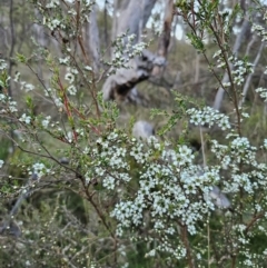 Leptospermum scoparium at QPRC LGA - 14 Dec 2023