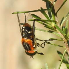 Scaptia (Scaptia) auriflua (A flower-feeding march fly) at Mount Taylor - 14 Dec 2023 by HelenCross