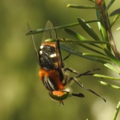 Scaptia (Scaptia) auriflua at Mount Taylor - 14 Dec 2023