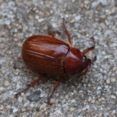 Antitrogus morbillosus (Tableland pasture scarab) at Hughes, ACT - 14 Dec 2023 by LisaH