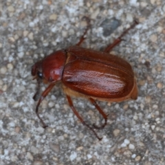 Antitrogus morbillosus at Hughes, ACT - suppressed