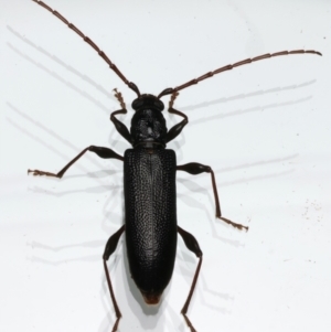 Callidiopis scutellaris at Ainslie, ACT - 12 Dec 2023