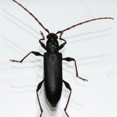 Callidiopis scutellaris (A Longhorn Beetle) at Ainslie, ACT - 12 Dec 2023 by jb2602