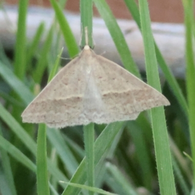 Epidesmia hypenaria (Long-nosed Epidesmia) at Hughes, ACT - 11 Dec 2023 by LisaH