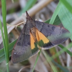 Uresiphita ornithopteralis (Tree Lucerne Moth) at Hughes Grassy Woodland - 14 Dec 2023 by LisaH