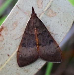 Uresiphita ornithopteralis at Red Hill to Yarralumla Creek - 14 Dec 2023