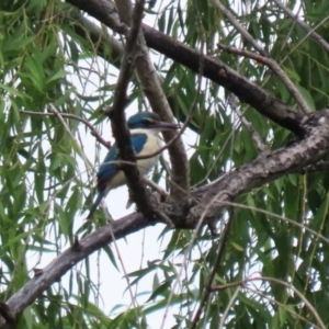 Todiramphus sanctus at Jerrabomberra Wetlands - 14 Dec 2023 12:42 PM