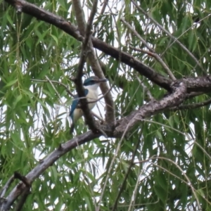 Todiramphus sanctus at Jerrabomberra Wetlands - 14 Dec 2023 12:42 PM