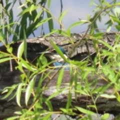 Todiramphus sanctus at Jerrabomberra Wetlands - 14 Dec 2023