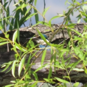 Todiramphus sanctus at Jerrabomberra Wetlands - 14 Dec 2023 12:42 PM