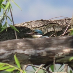 Todiramphus sanctus at Jerrabomberra Wetlands - 14 Dec 2023 12:42 PM