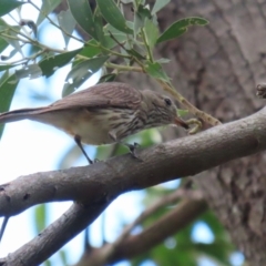 Pachycephala rufiventris (Rufous Whistler) at Fyshwick, ACT - 14 Dec 2023 by RodDeb