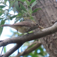 Pachycephala rufiventris at Jerrabomberra Wetlands - 14 Dec 2023 01:00 PM