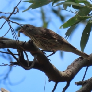 Pachycephala rufiventris at Jerrabomberra Wetlands - 14 Dec 2023 01:00 PM