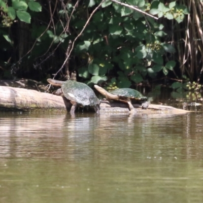 Chelodina longicollis (Eastern Long-necked Turtle) at Jerrabomberra Wetlands - 14 Dec 2023 by RodDeb