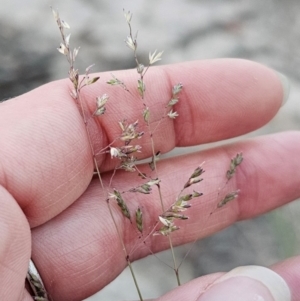 Poa sieberiana at QPRC LGA - 14 Dec 2023