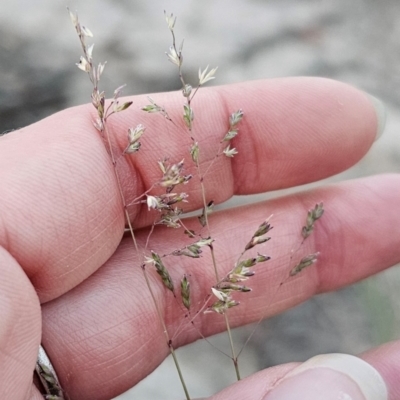 Poa sieberiana (Poa Tussock) at Captains Flat, NSW - 14 Dec 2023 by Csteele4