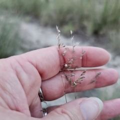 Poa sieberiana at QPRC LGA - 14 Dec 2023