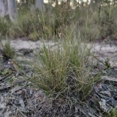 Poa sieberiana at QPRC LGA - 14 Dec 2023