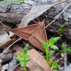 Epidesmia chilonaria (Golden-winged Epidesmia) at Captains Flat, NSW - 14 Dec 2023 by Csteele4