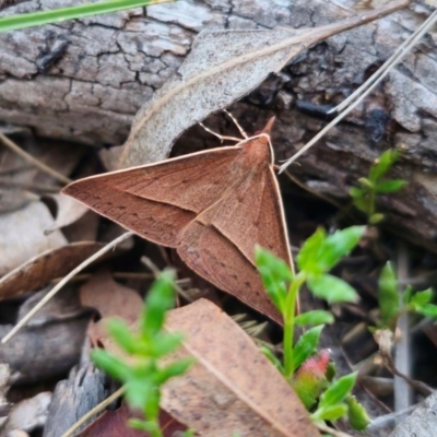 Epidesmia chilonaria (Golden-winged Epidesmia) at Captains Flat, NSW - 14 Dec 2023 by Csteele4