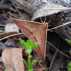 Epidesmia chilonaria at QPRC LGA - 14 Dec 2023 07:55 PM