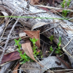 Epidesmia chilonaria at QPRC LGA - 14 Dec 2023 07:55 PM