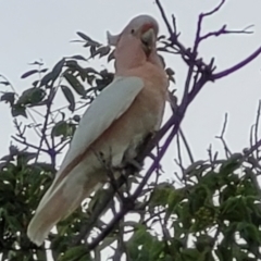 Lophochroa leadbeateri leadbeateri (Pink Cockatoo) at Trungley Hall, NSW - 14 Dec 2023 by KellyH