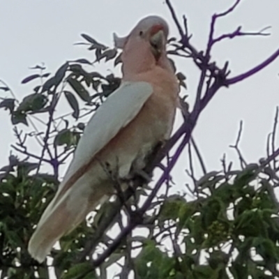 Lophochroa leadbeateri (Pink Cockatoo) at Trungley Hall, NSW - 14 Dec 2023 by KellyH