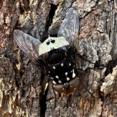 Amphibolia (Amphibolia) ignorata (A bristle fly) at Majura, ACT - 14 Dec 2023 by Pirom