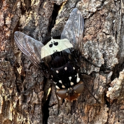 Amphibolia (Amphibolia) ignorata (A bristle fly) at Mount Ainslie - 14 Dec 2023 by Pirom