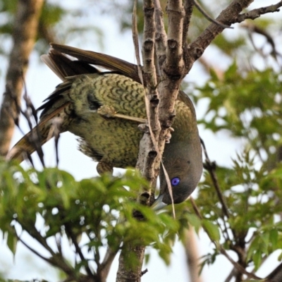 Ptilonorhynchus violaceus (Satin Bowerbird) at Tahmoor, NSW - 4 Dec 2023 by Freebird