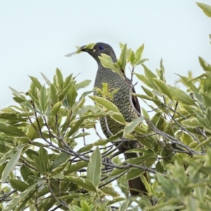 Ptilonorhynchus violaceus at Wollondilly Local Government Area - 4 Dec 2023