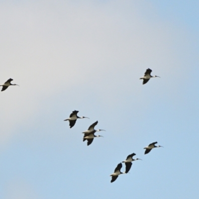 Threskiornis spinicollis (Straw-necked Ibis) at Tahmoor, NSW - 10 Dec 2023 by Freebird