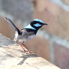 Malurus cyaneus (Superb Fairywren) at Wollondilly Local Government Area - 10 Dec 2023 by Freebird