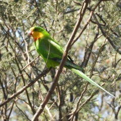 Polytelis swainsonii at Murrumbateman, NSW - 14 Dec 2023
