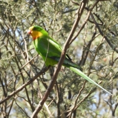 Polytelis swainsonii at Murrumbateman, NSW - suppressed