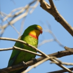 Polytelis swainsonii at Murrumbateman, NSW - suppressed