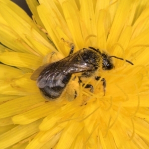 Lasioglossum (Chilalictus) sp. (genus & subgenus) at McKellar, ACT - 13 Dec 2023