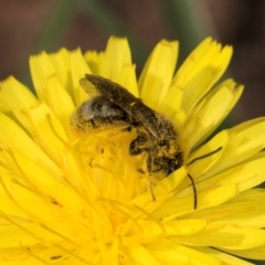 Lasioglossum (Chilalictus) sp. (genus & subgenus) at McKellar, ACT - 13 Dec 2023 09:56 AM