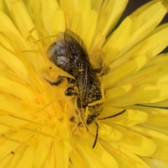 Lasioglossum (Chilalictus) sp. (genus & subgenus) at McKellar, ACT - 13 Dec 2023 09:56 AM