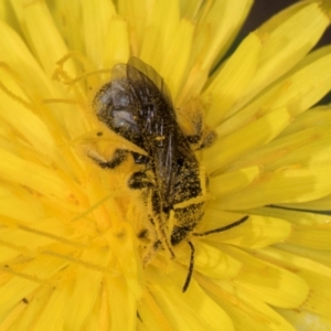 Lasioglossum (Chilalictus) sp. (genus & subgenus) at McKellar, ACT - 13 Dec 2023 09:56 AM