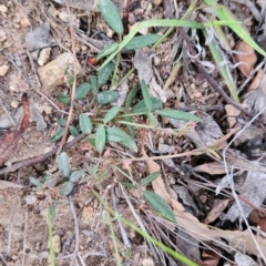 Grona varians (Slender Tick-Trefoil) at Chapman, ACT - 14 Dec 2023 by BethanyDunne